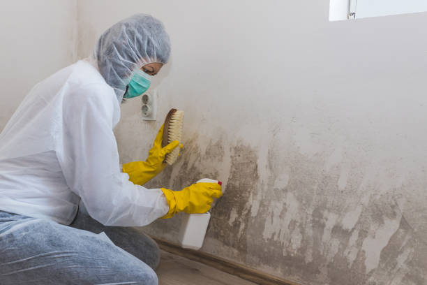 Best Residential Mold Removal  in Livingston, LA