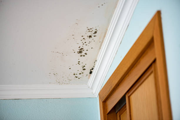 Mold Testing and Removal in Livingston, LA