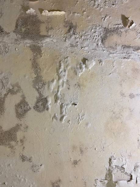 Best Best Mold Removal Companies  in Livingston, LA