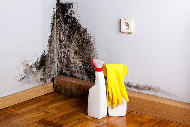 Best Professional Mold Removal  in Livingston, LA
