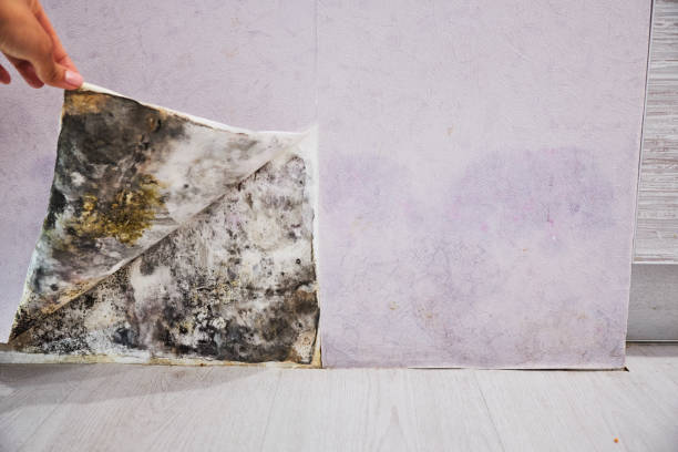 Best Mold Inspection  in Livingston, LA